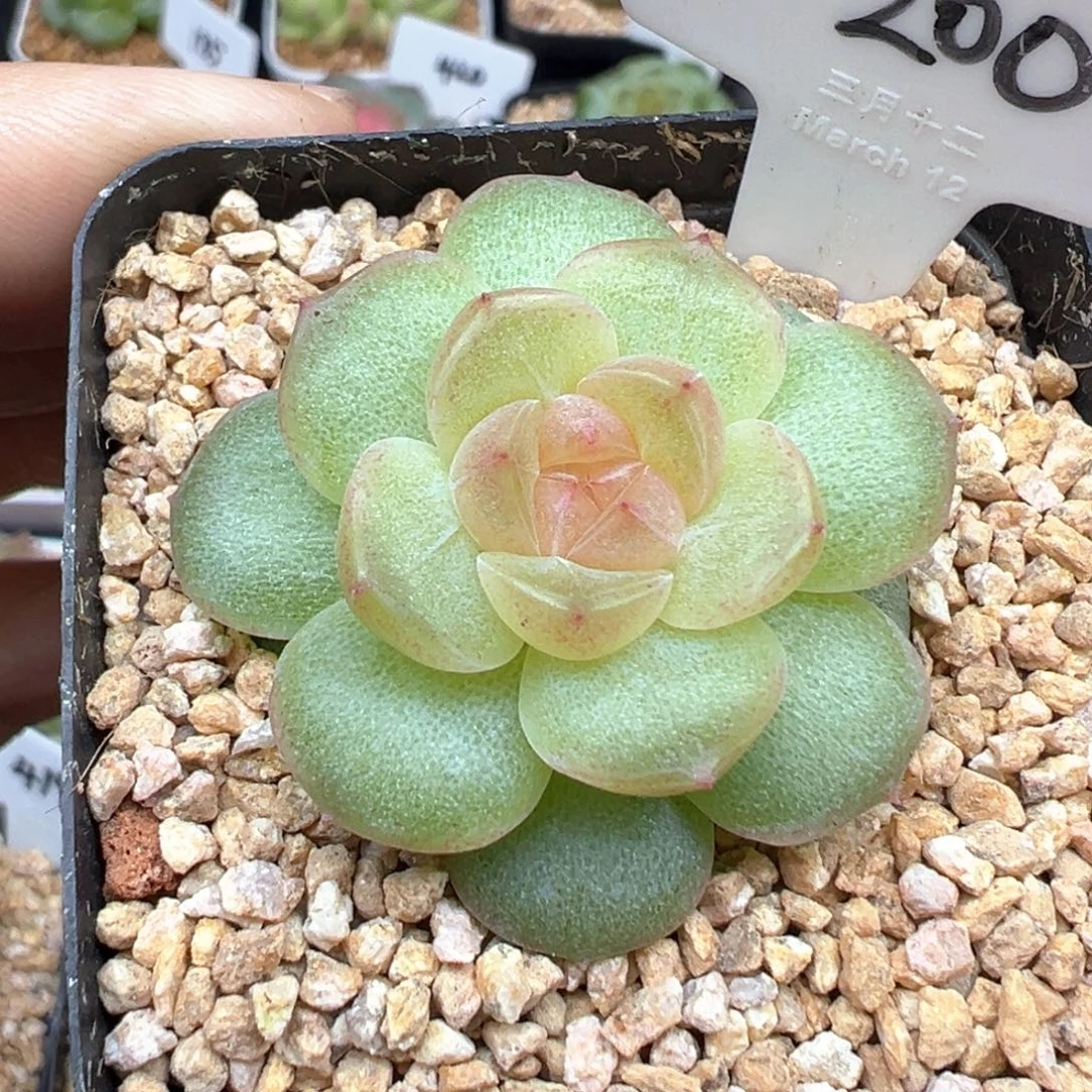 200号风花雪月系列仙音