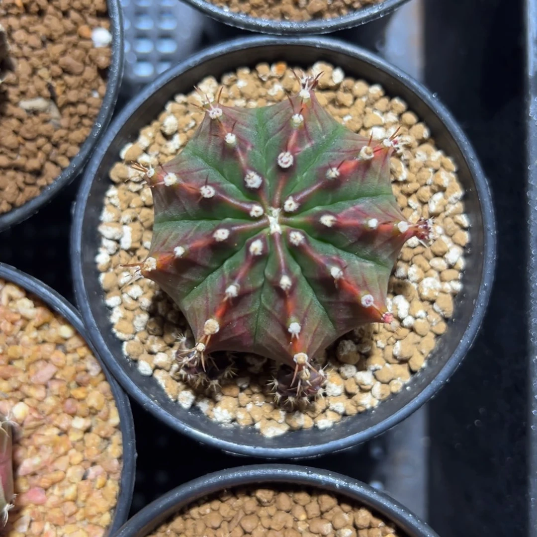 萨拉曼尼侧芽自根带盆土发货