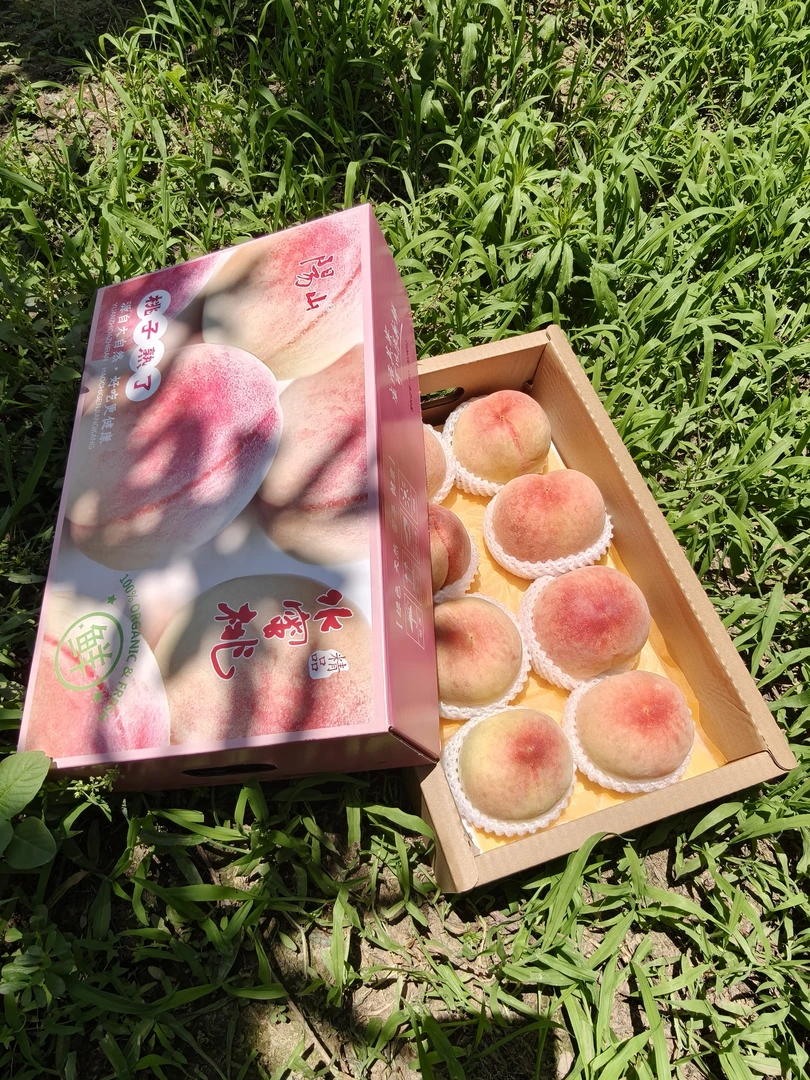 正宗无锡阳山水蜜桃8个盒装（4-5两/个）自家果园直发