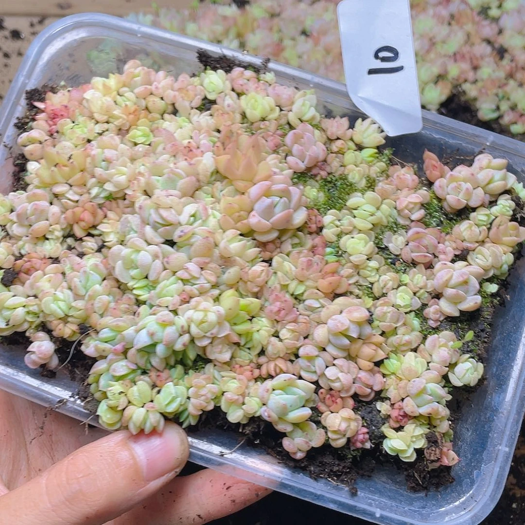 ****宝多肉植物多肉植物10