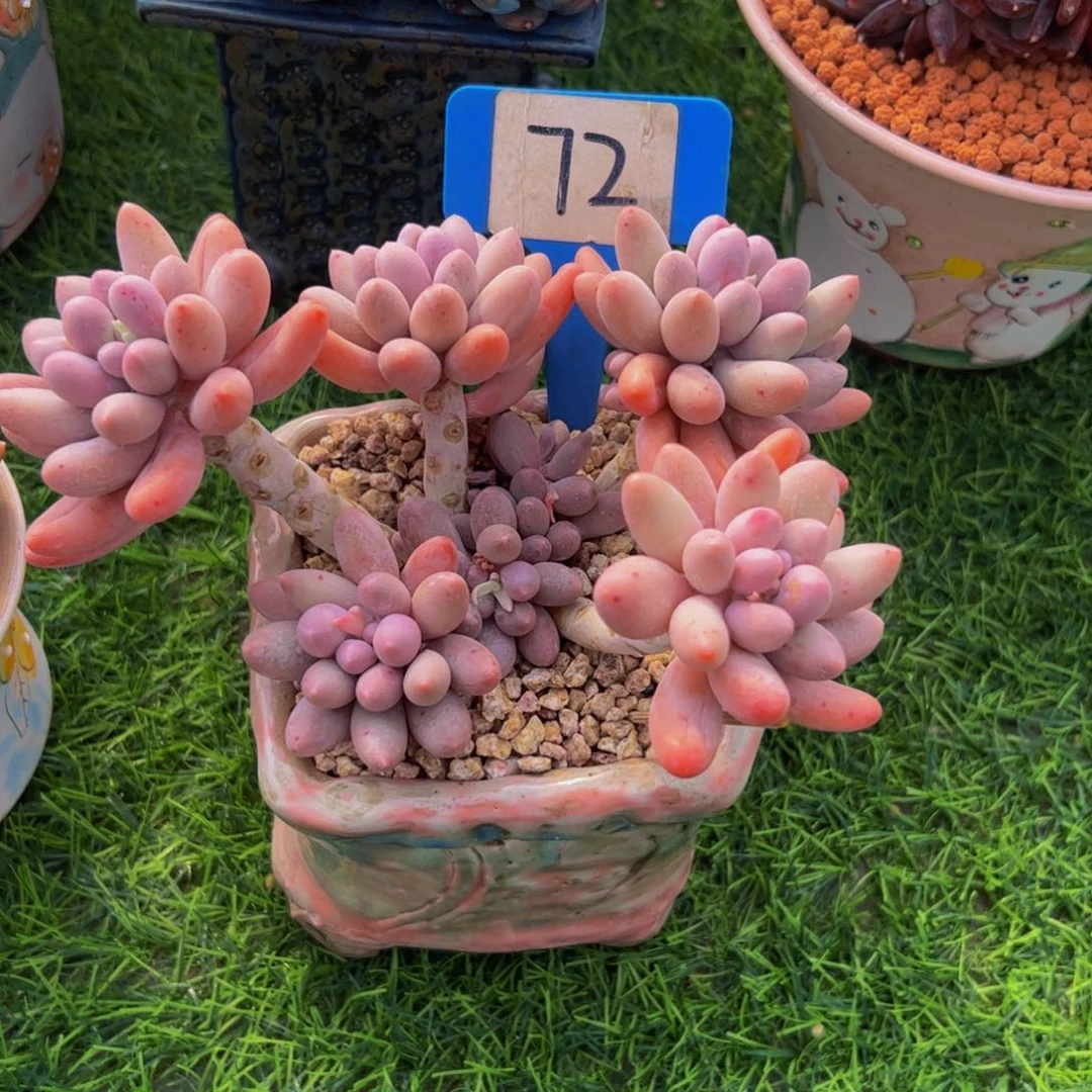 晓**月小老桩汤圆多肉