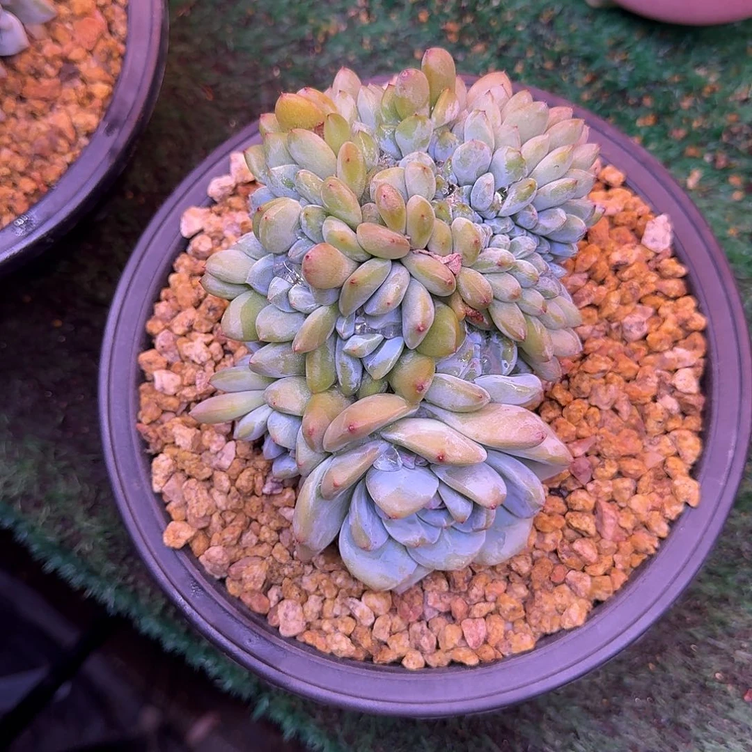星影树缀无砍多肉