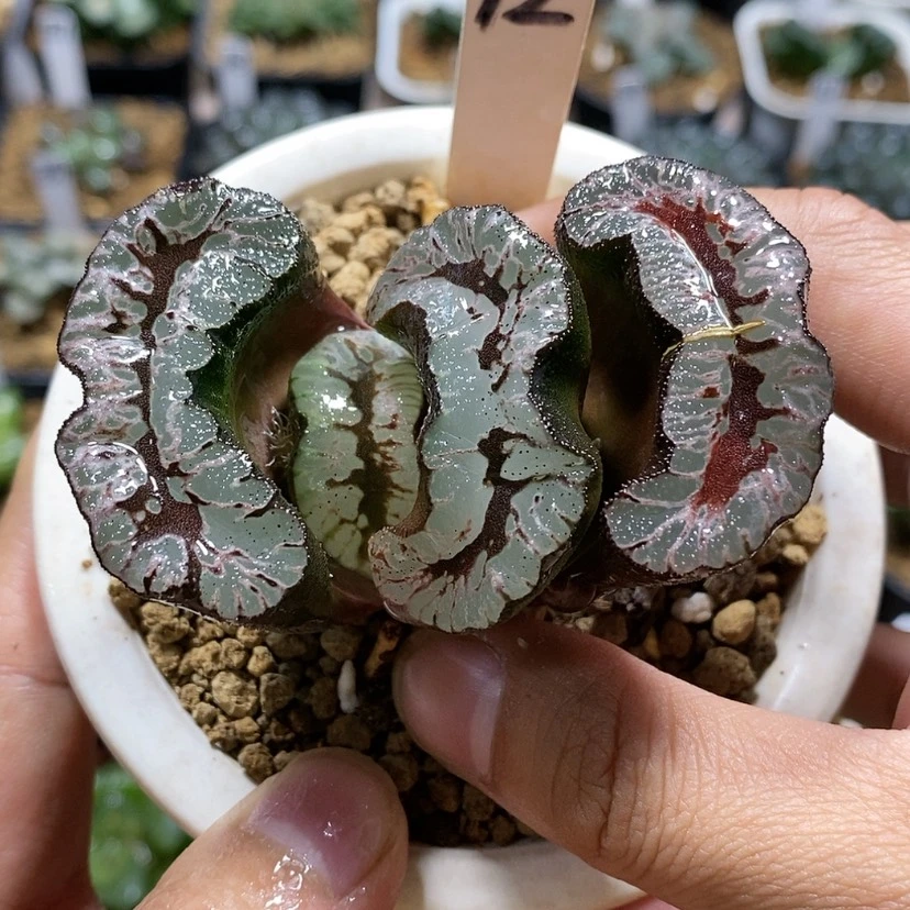 【闪购商品】12敦盛母本