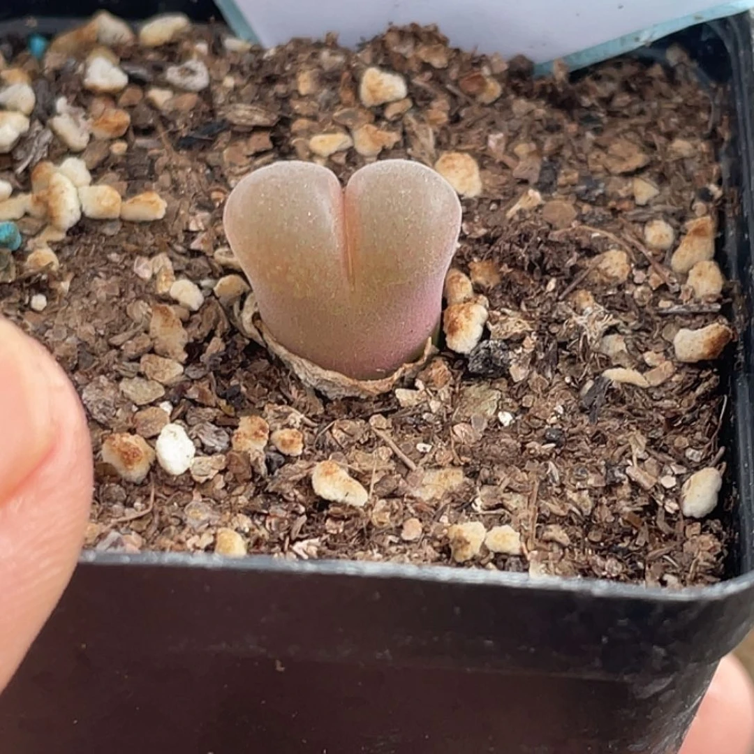 25-78红风铃多肉植物