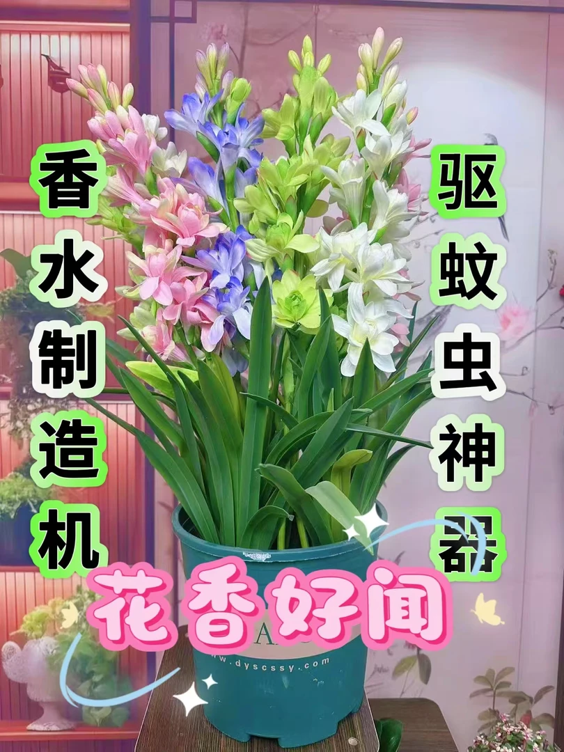 重瓣多色晚香玉带盆种好香水制造机浓香型开花香满屋多年生种球