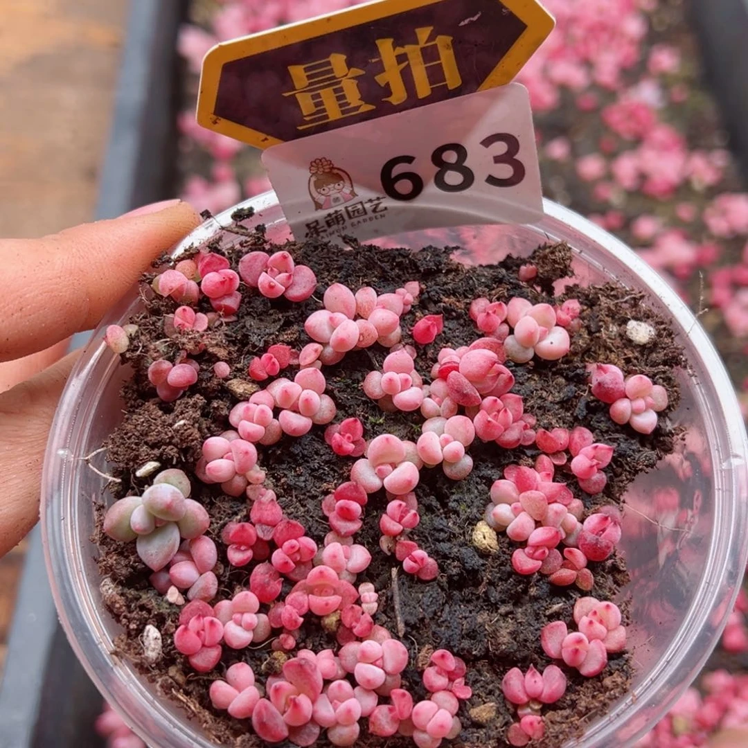 多肉植物多肉植物