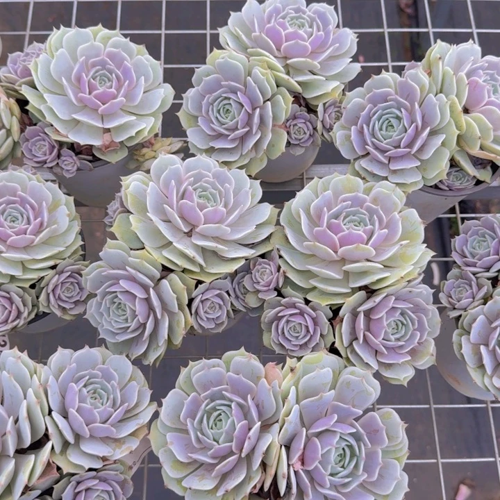 露娜莲双头起120杯