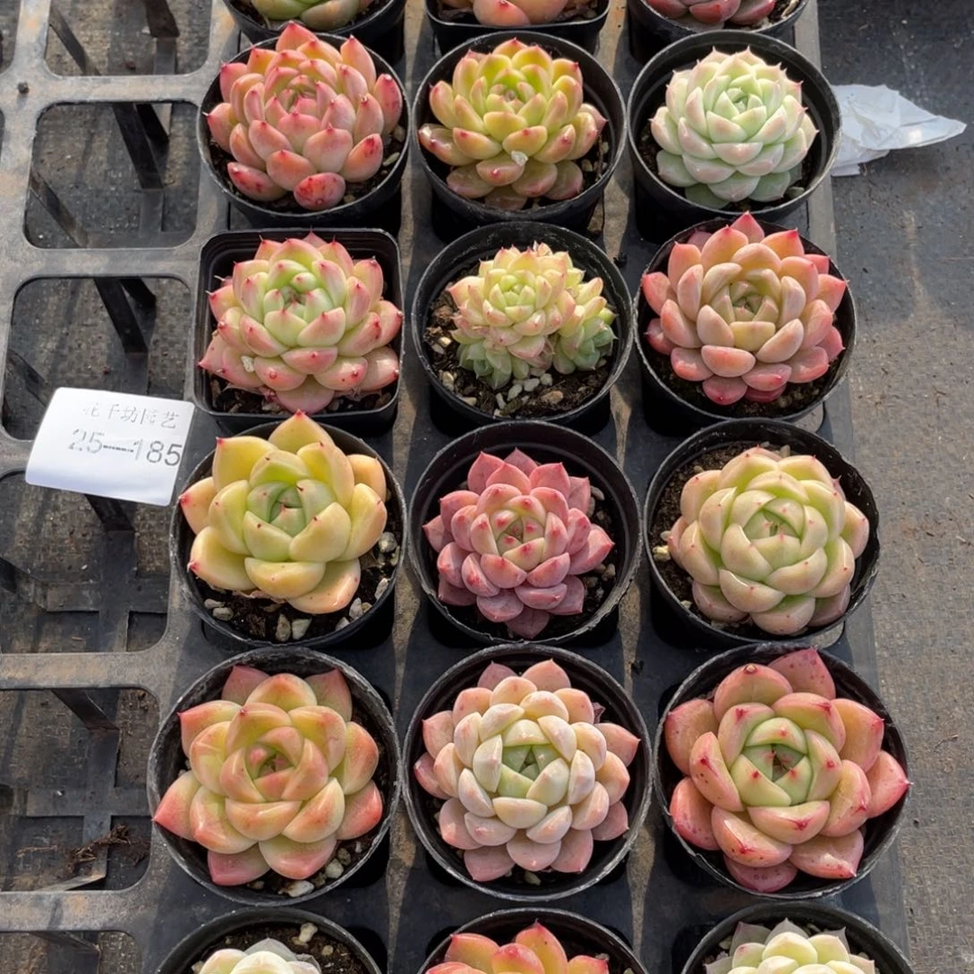 一物一拍18颗25-182