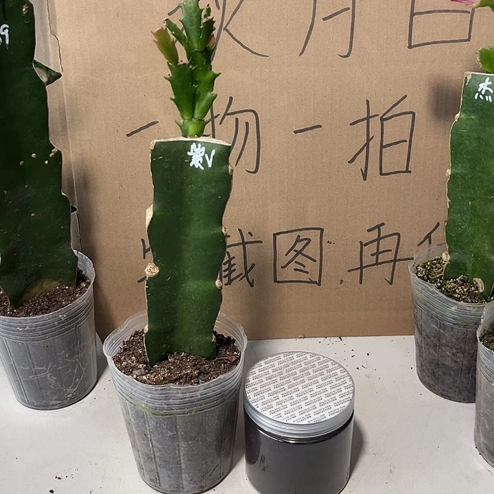 瑞**紫薇加黄腐酸钾