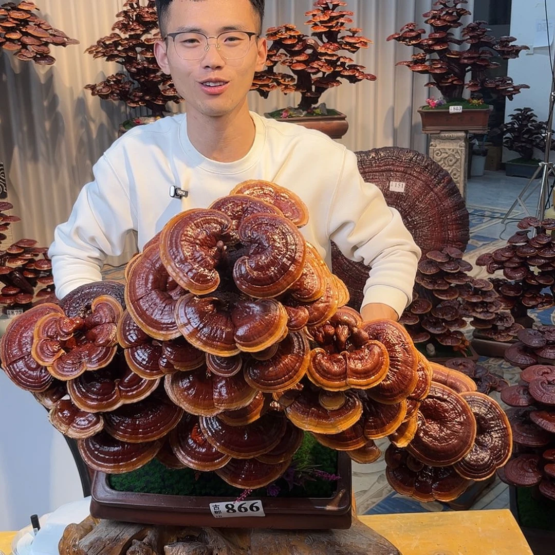 无花朵888888888888