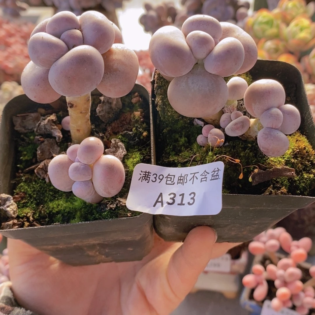 芭比奶酪2棵313多肉植物