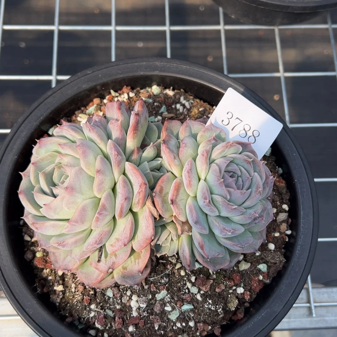 田**妹3788多肉多多多多多