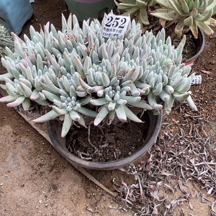 252号雪花多肉植物
