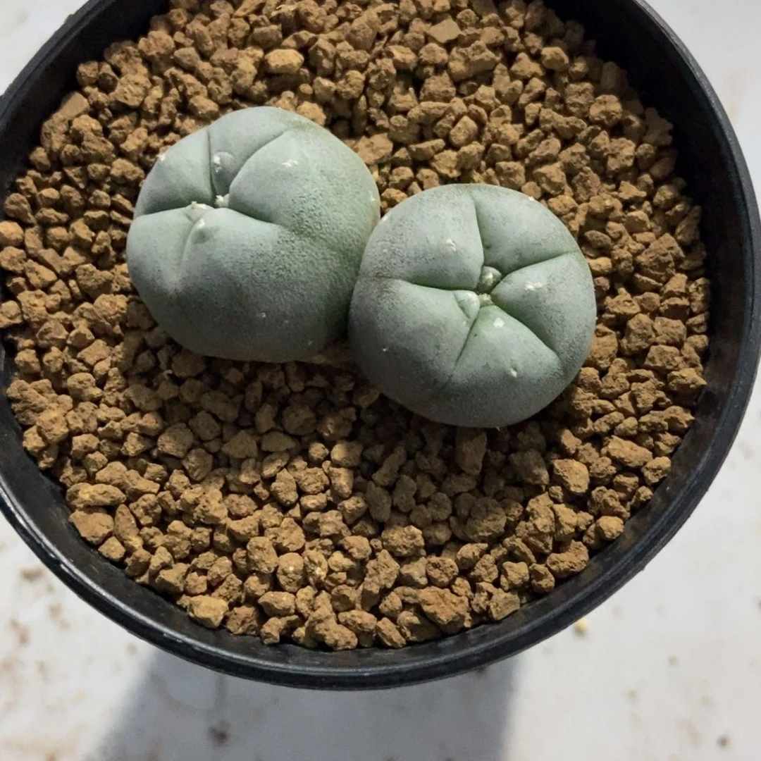 张****鱼无刺仙人球开花了，