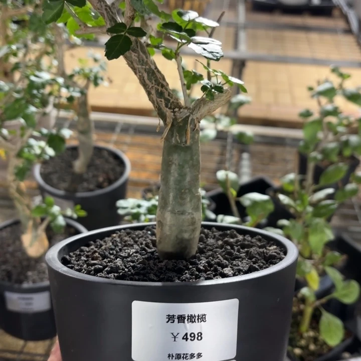 芳香橄榄FC-9336.