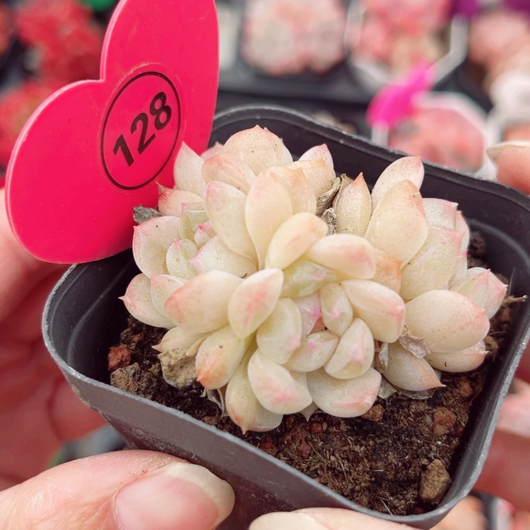 128号小老桩奶油玫瑰群