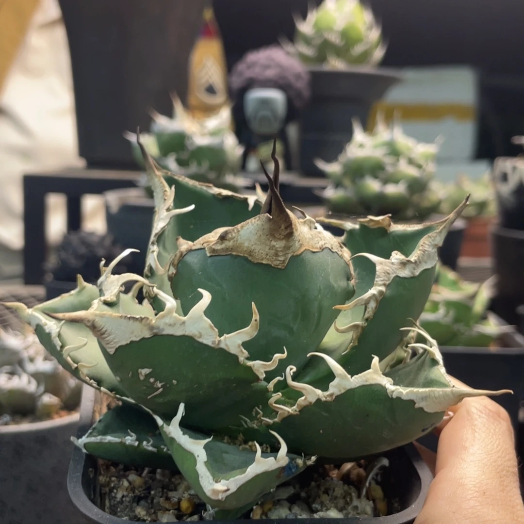 灯养立可白888888888888