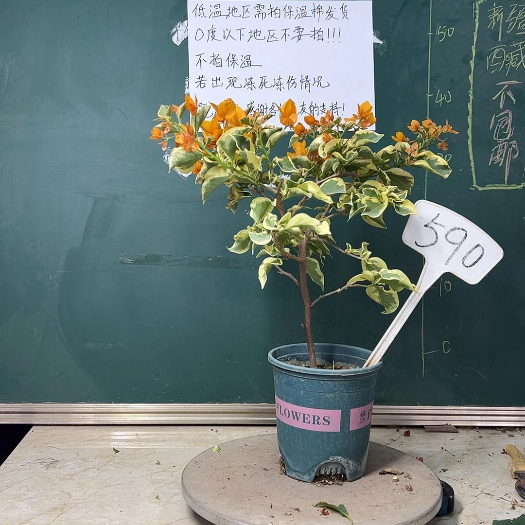 完全开放金边黄590