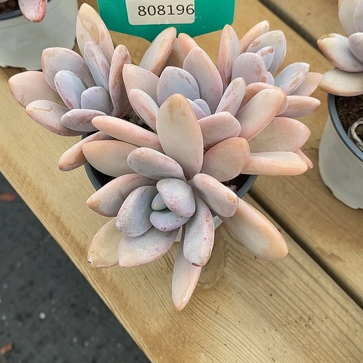 镜福利多多。808196