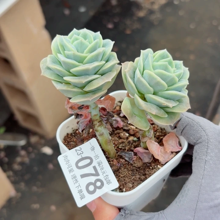 可爱玫瑰无盆土发货无