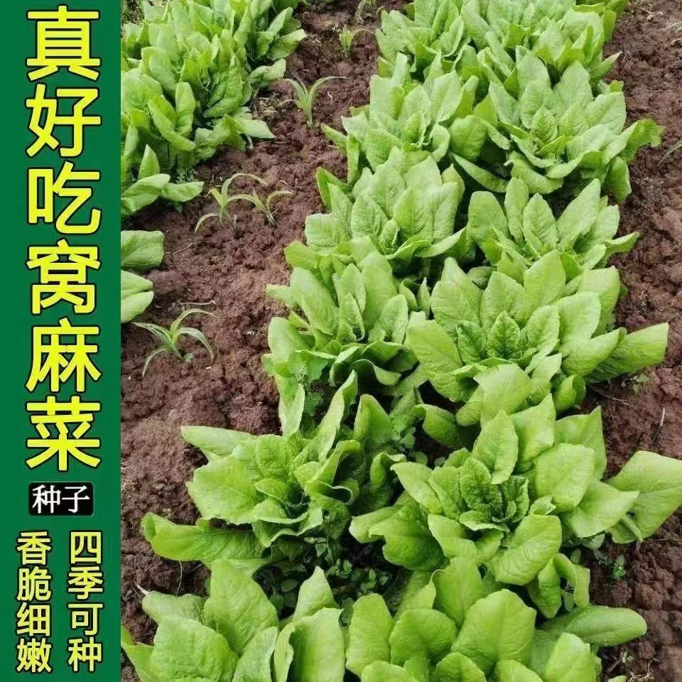 【全店满6包包邮】窝麻菜种子