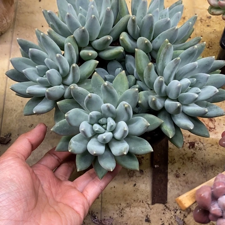 笑**身多肉植物一物一拍