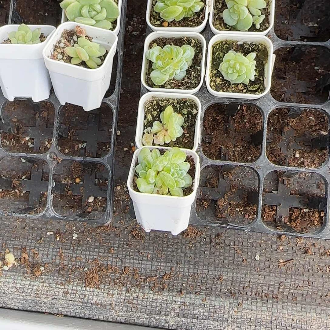 A****5风花40号盆一个满25包邮