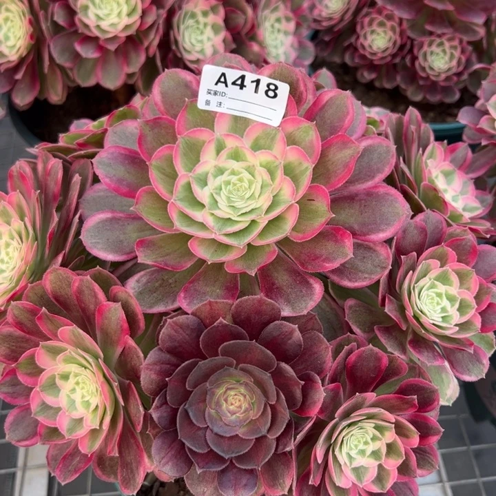 418孔雀翎25厘米左右