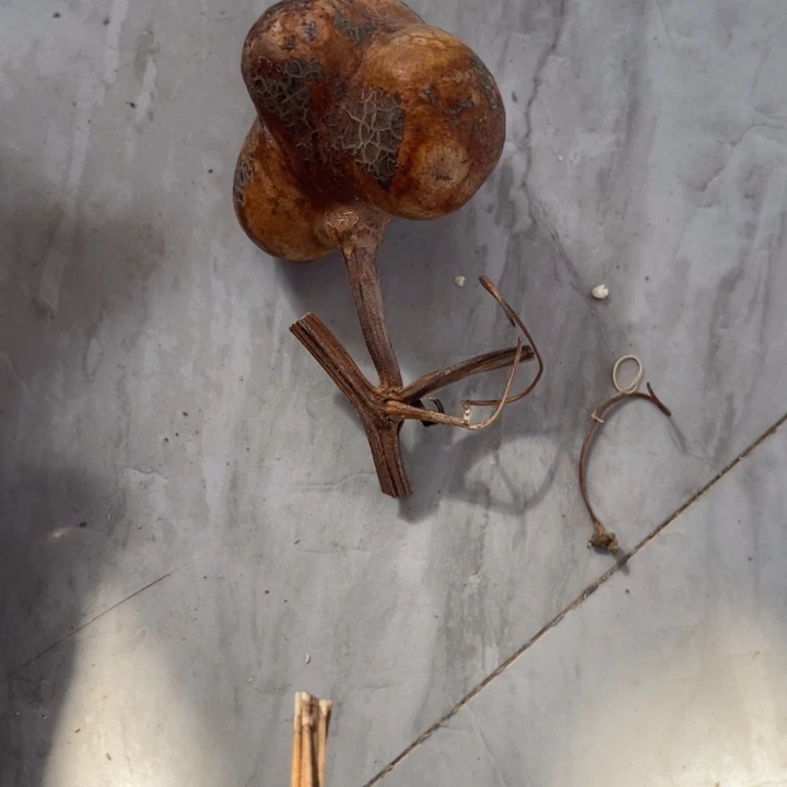 小***禄葫芦葫芦的小可爱们都好