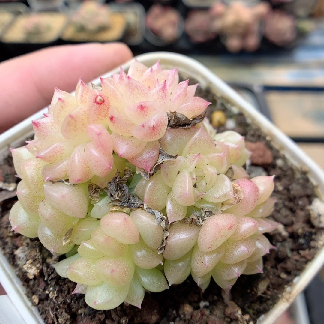 Q56，20包邮两天凑单偏远不发货