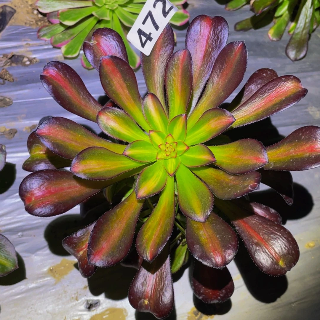 宽锦晚霞多头植物472