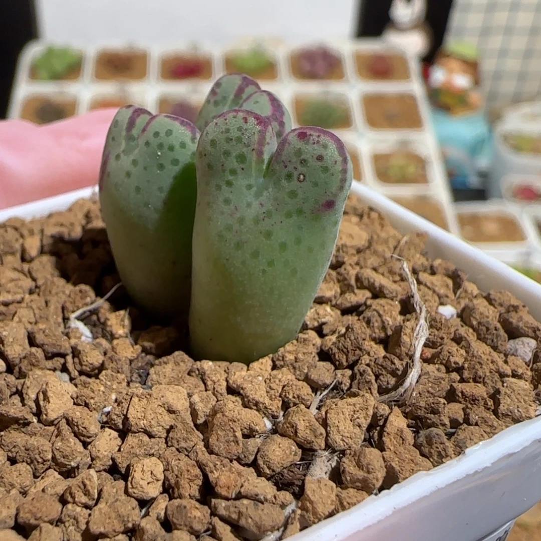 肉锥多肉植物组合-斑马430