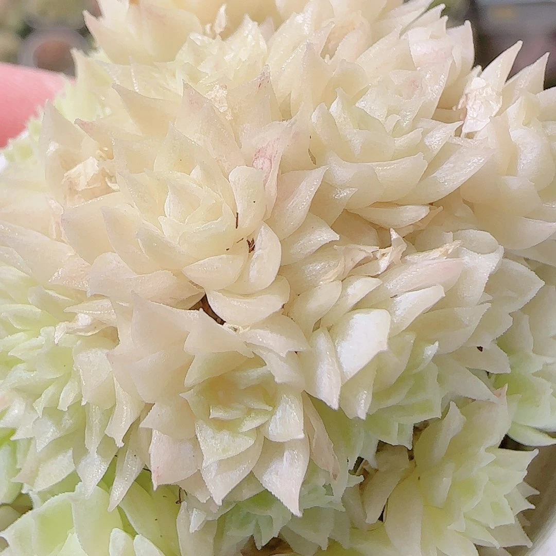 花语逸镜1119-113散