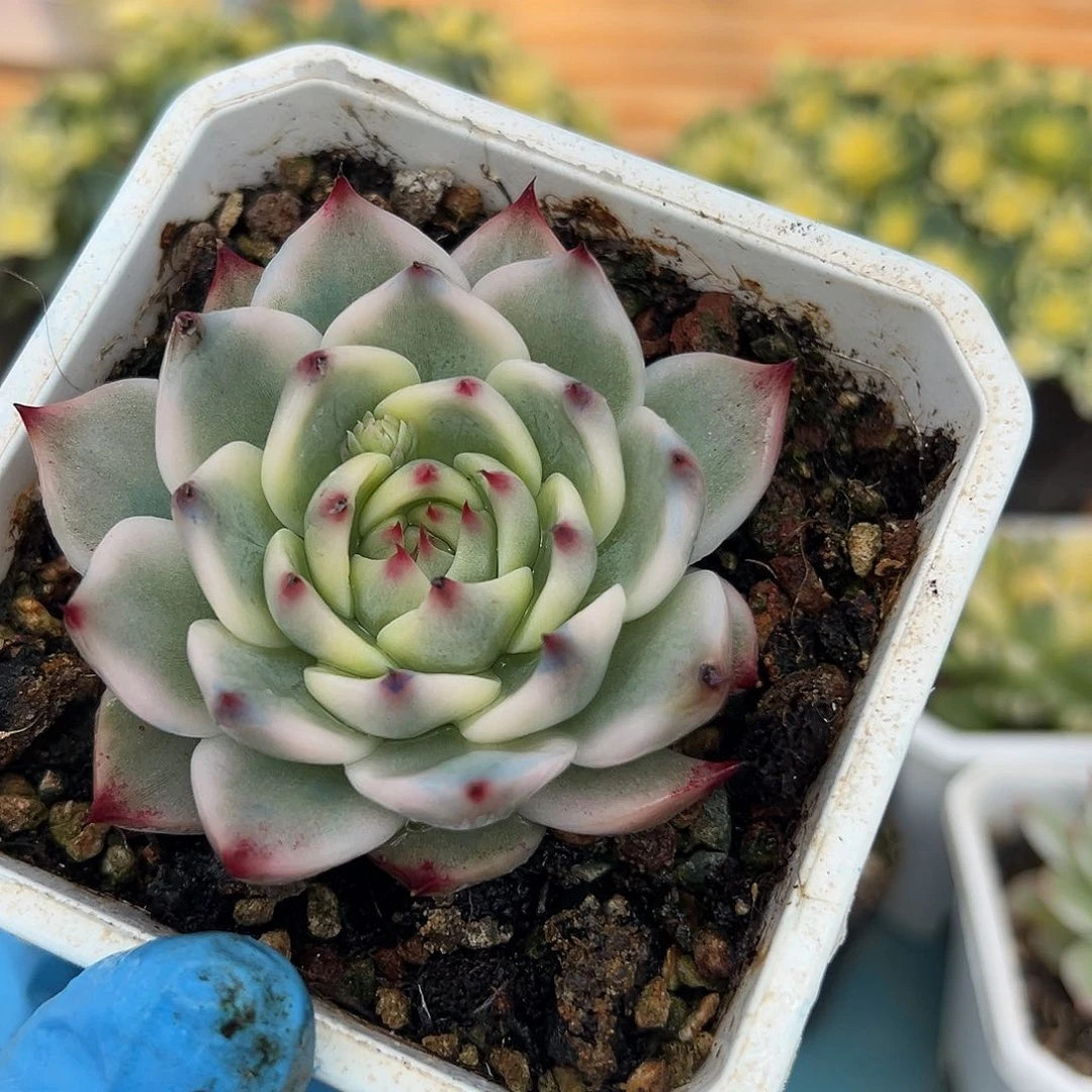 吉娃娃锦，覆轮锦