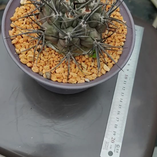 用***7自根摩天龙带盆发货