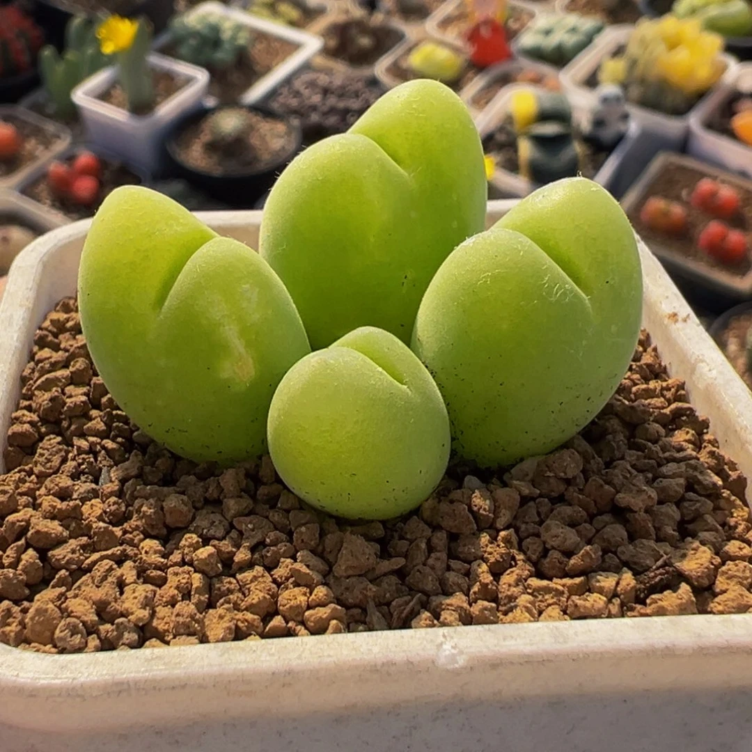 541多肉植物种类多样