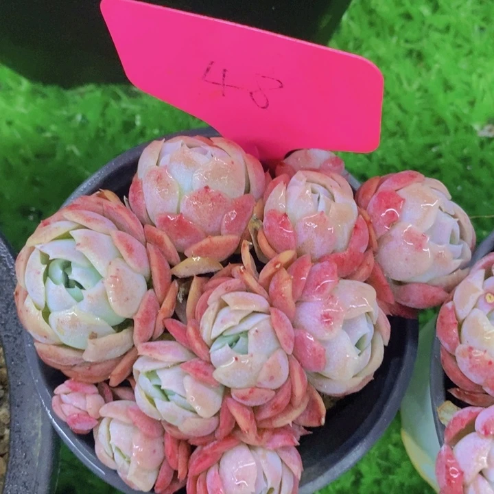 多肉植物，开心多肉