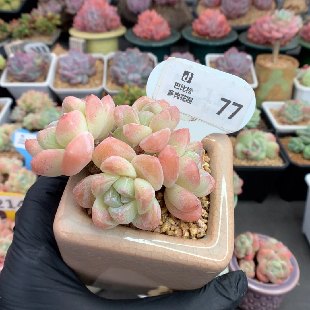 招****?77 老桩粉冰玉多肉