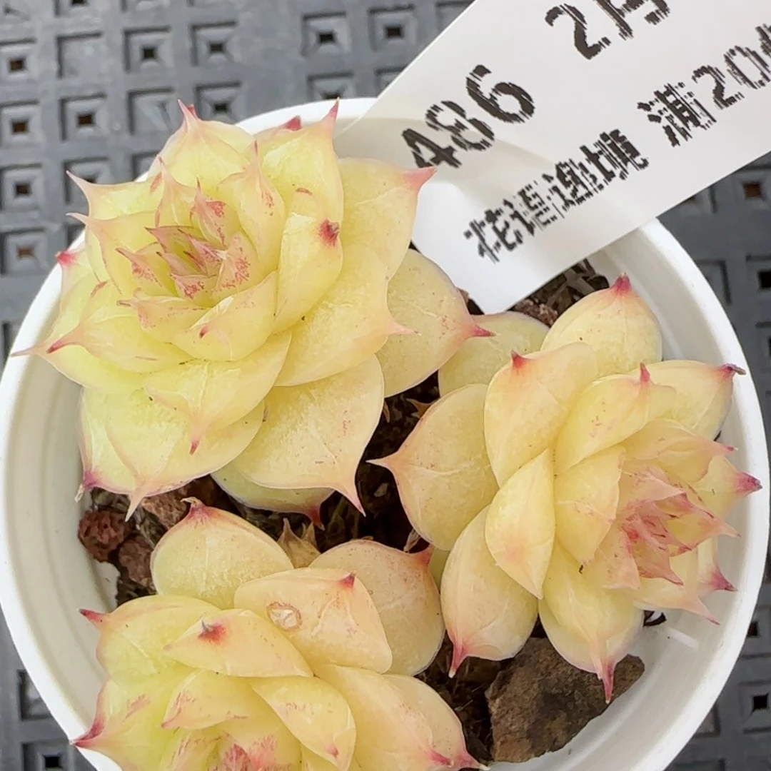 花语逸境0213-486