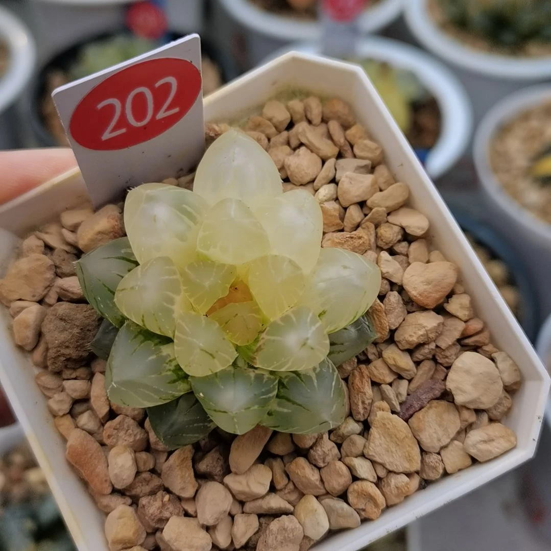 202号OM玉露锦一物一拍带盆土发货