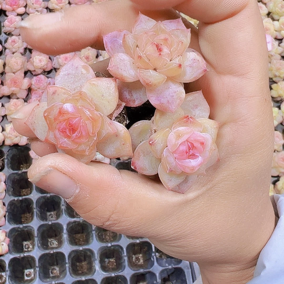 粉体梦冰珍妮3个19包邮