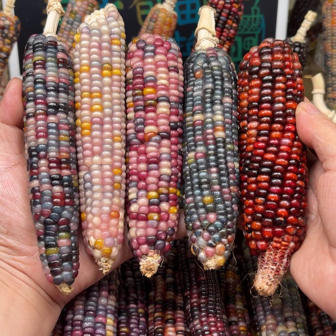 柏香籽/百香籽吊坠李**.