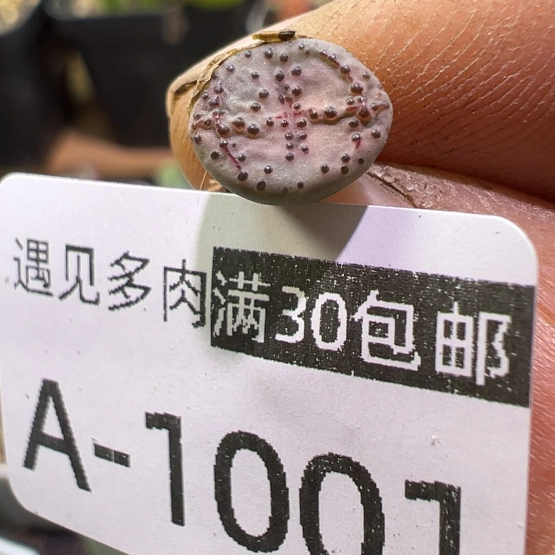 多肉植物111111111111