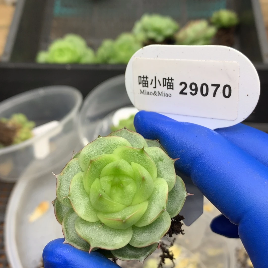 多肉植物杂交珍妮