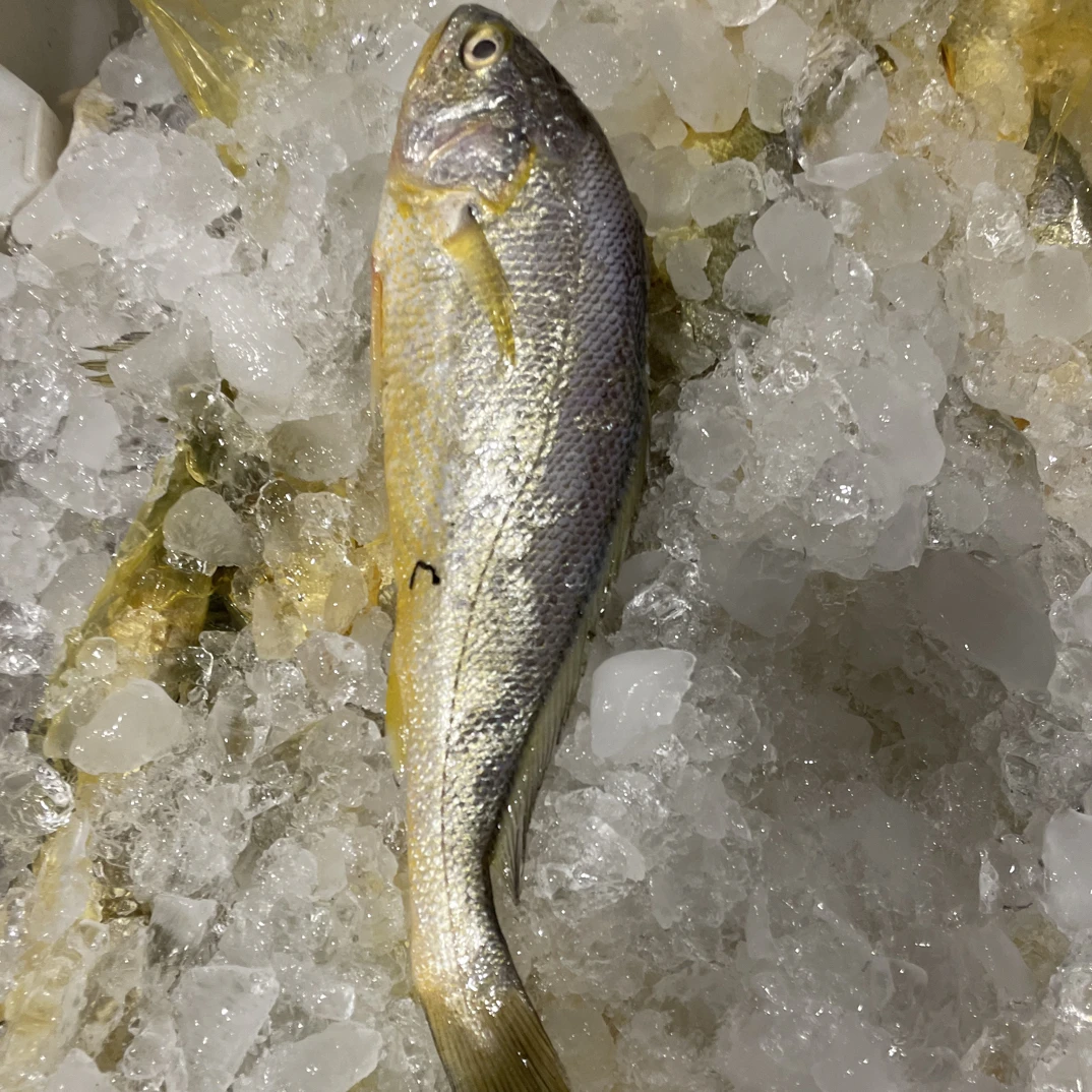 【台州野生黄鱼3斤】新鲜黄花鱼小黄鱼蒜瓣肉
