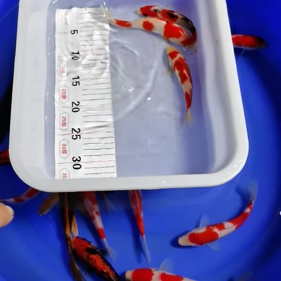 海水锦鲤鱼锦鲤鱼锦鲤
