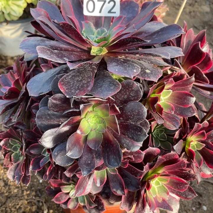 无花朵072多肉植物金丝雀