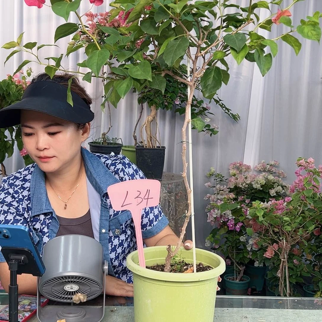 简***单大部分开放少量花苞L34暗夕