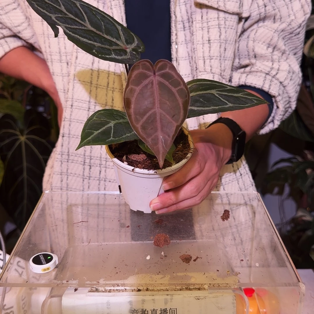 完全开放J71  红水晶 老叶子有叶损