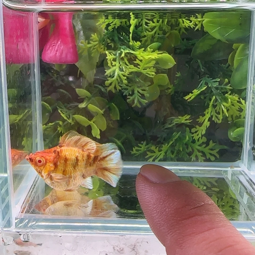 孔雀鱼钻石玛丽老虎一对